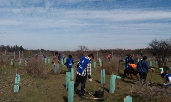 Facultad de Ingeniería y Negocios Participa en Proyecto de Reforestación