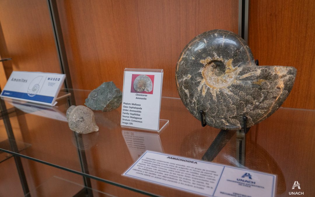 Museo Creacionista de la Universidad Adventista de Chile: Un hito cultural y educativo en la Región de Ñuble