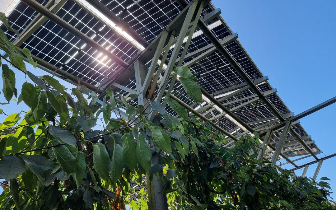 Académico de la Universidad Adventista de Chile destaca en taller sobre innovación en riego con Energías Renovables y Sistemas Agro-Fotovoltaicos