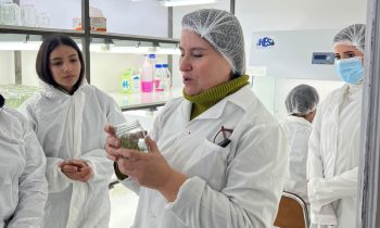 Estudiantes de Agronomía acercan la biotecnología a escolares mediante proyecto de micropropagación de maqui