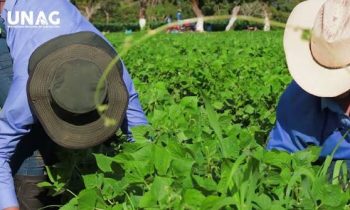 Académico de la UNACH contribuye a validación de doctorado agroalimentario en Honduras 
